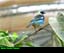 Golden Hooded Tanager